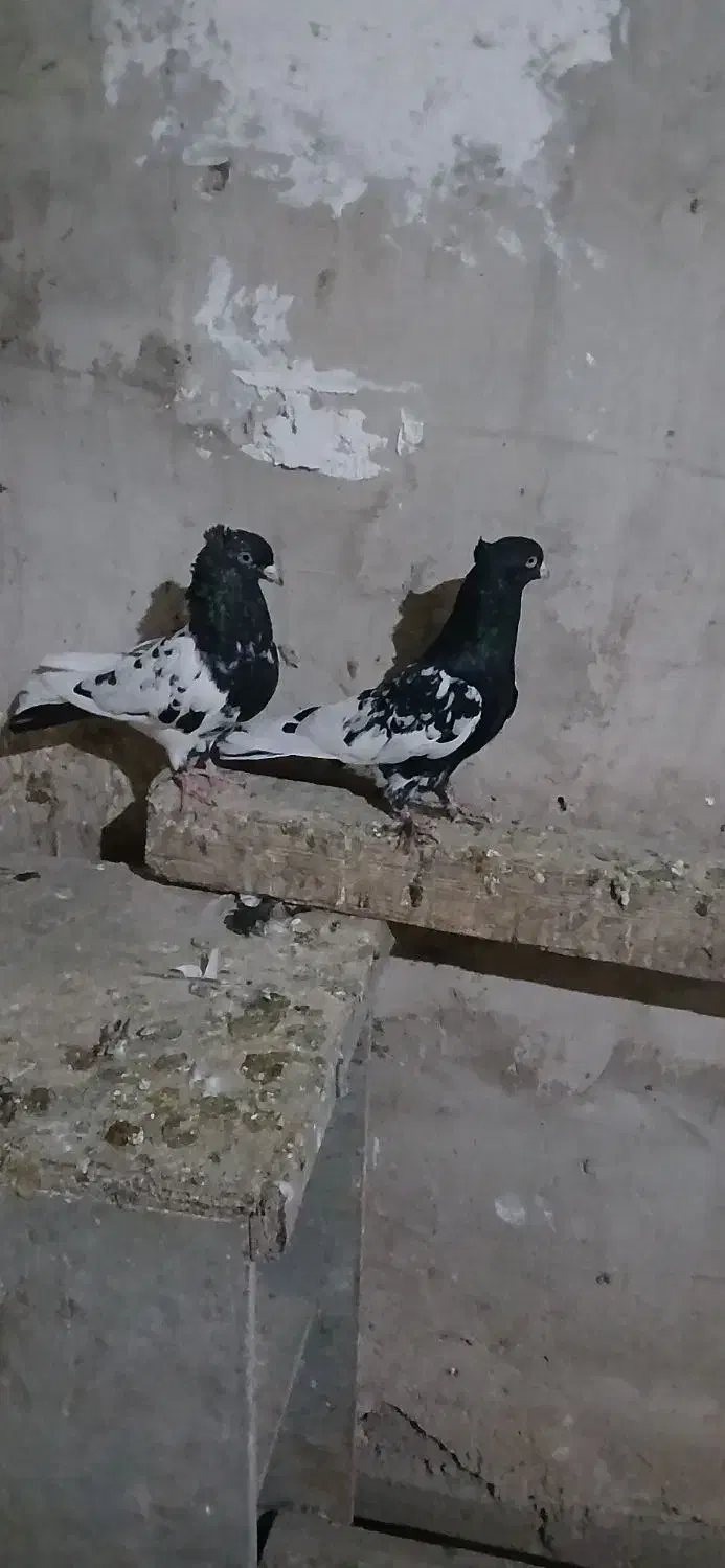 کله سیاه|پرنده|اهواز, کوروش|دیوار