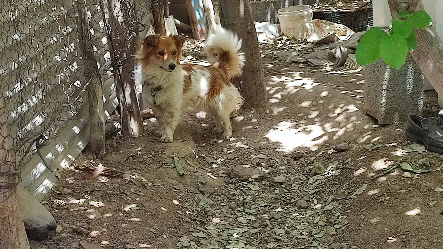 واگذاری توافقی سگ پاپی|سگ|ساوه, |دیوار