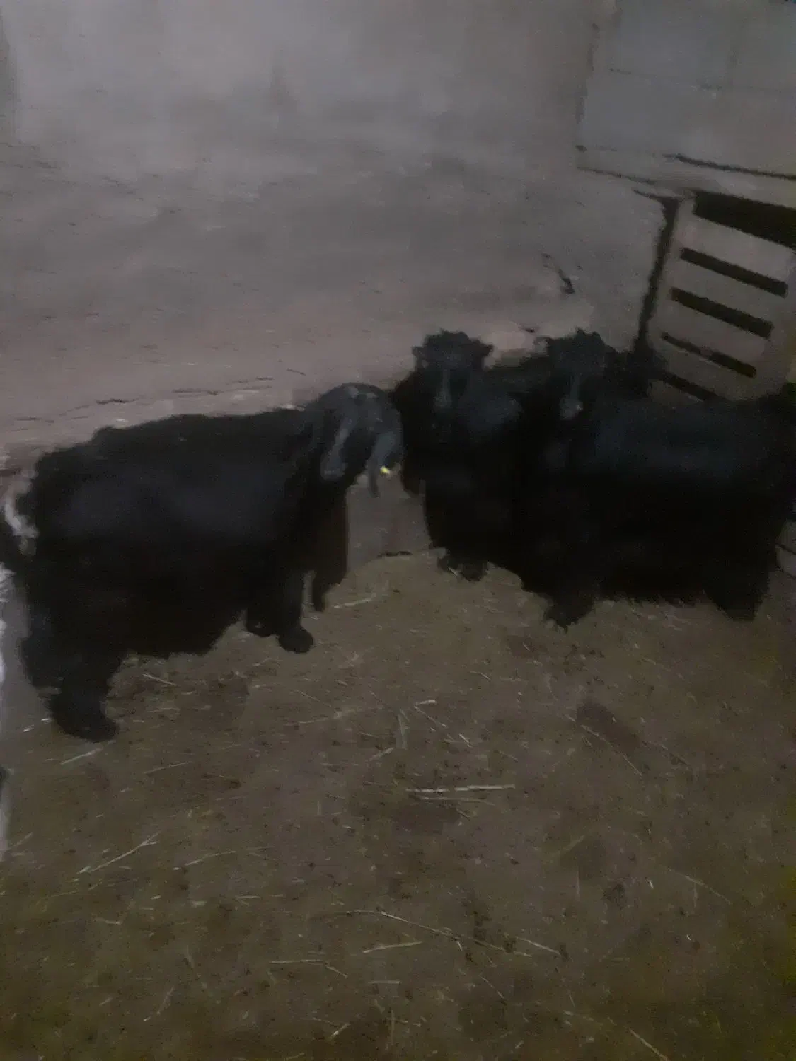 بز شیری|حیوانات مزرعه|صوفیان, |دیوار