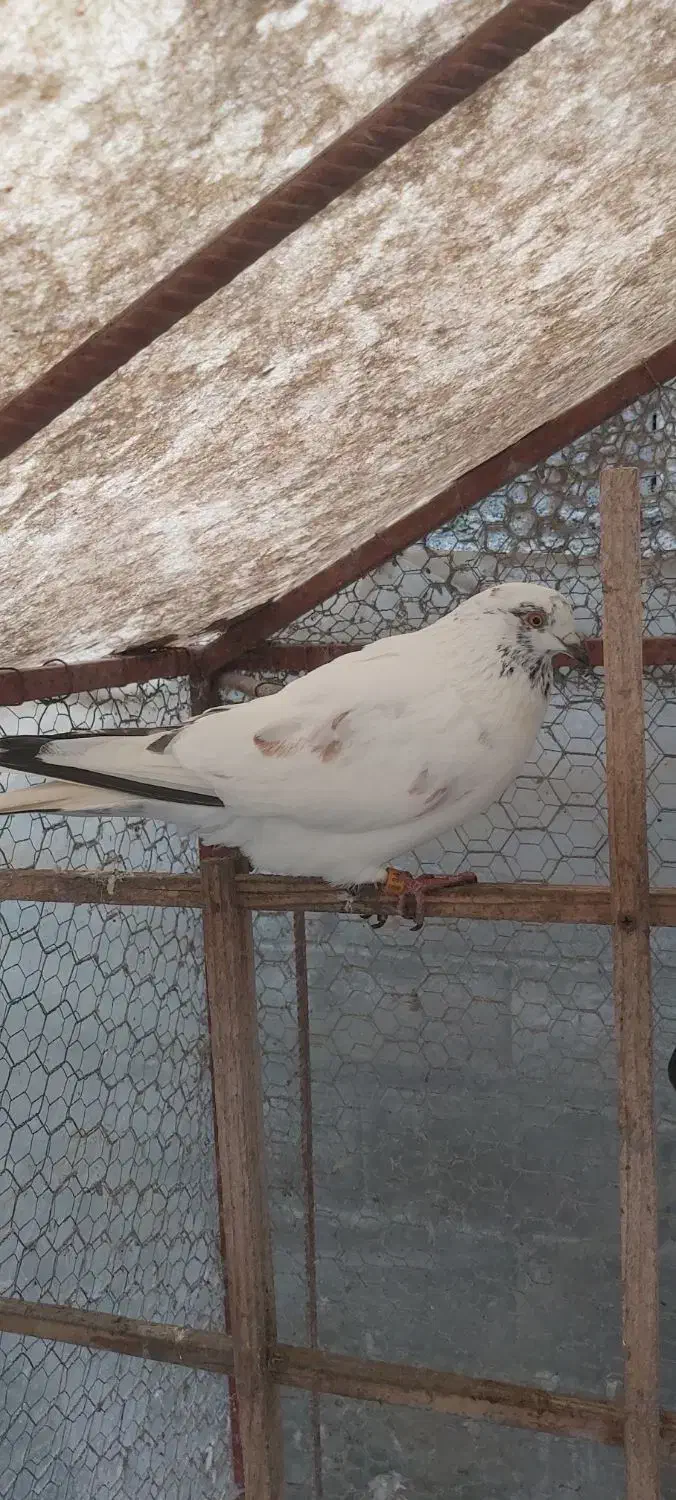 کبوتر پرشی|پرنده|کلارآباد, |دیوار