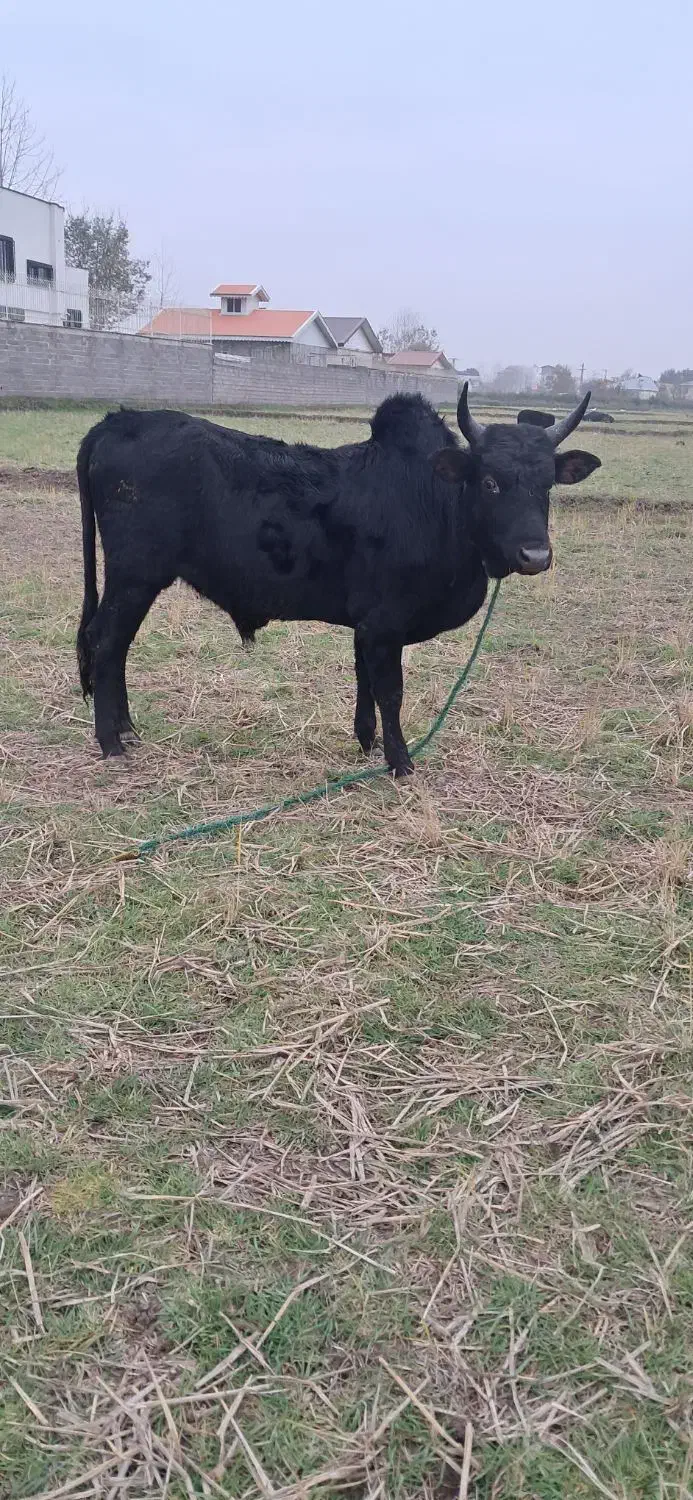 گاو ورزا کوله لیشه چالوسی|حیوانات مزرعه|سنگر, |دیوار