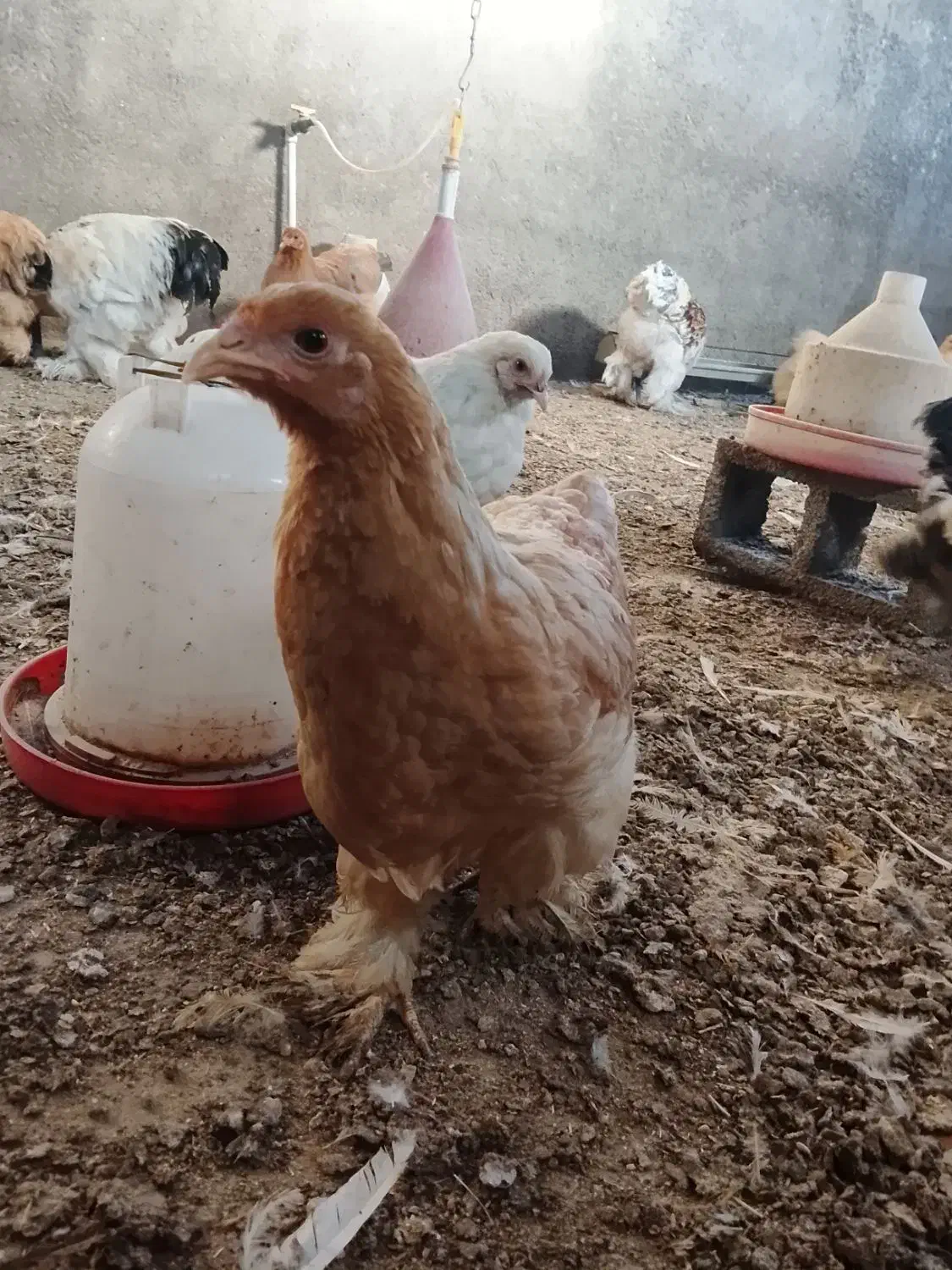 نیمچه جوجه برهما|حیوانات مزرعه|سقز, |دیوار