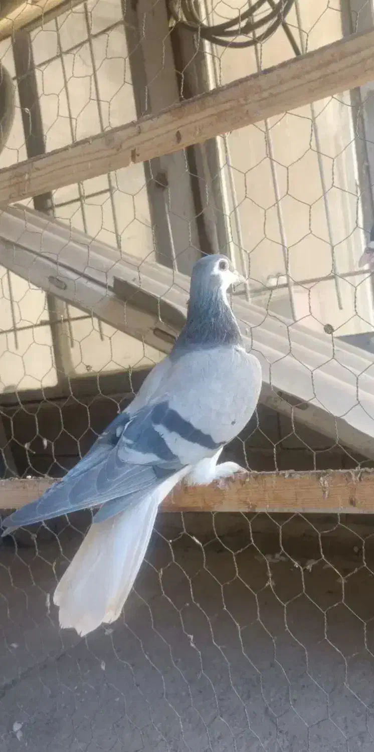 کبوتر لچکی مهر|پرنده|بیستون, |دیوار