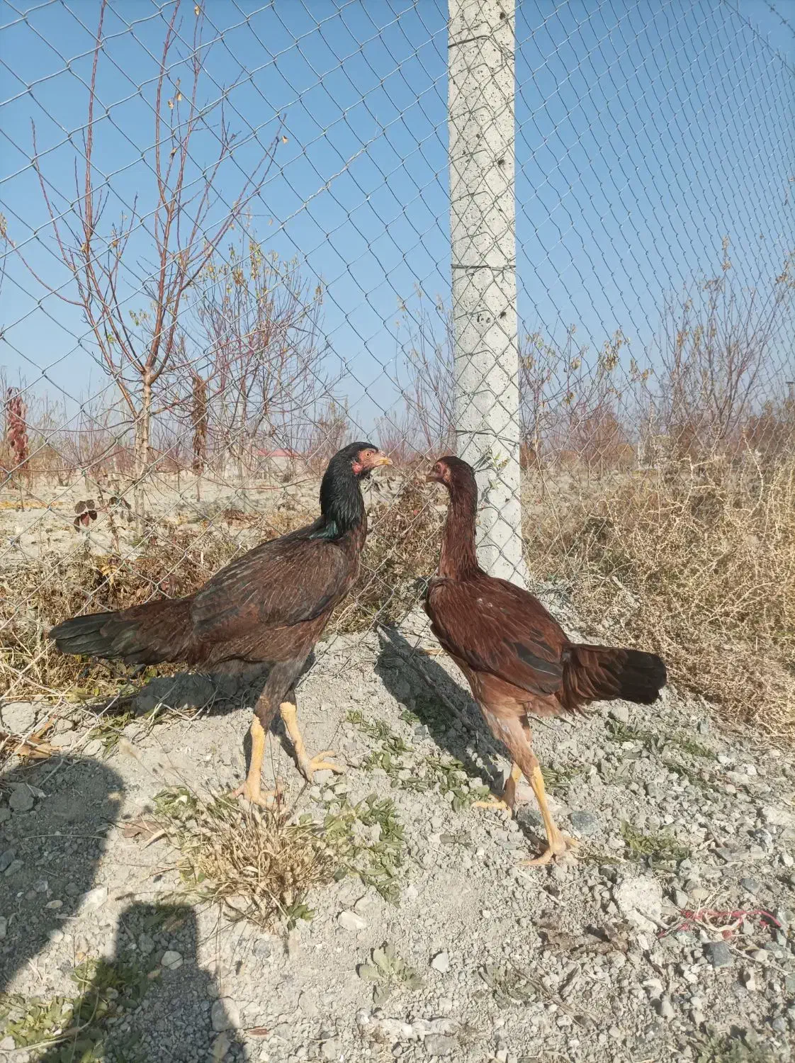 لاری|حیوانات مزرعه|سلماس, |دیوار