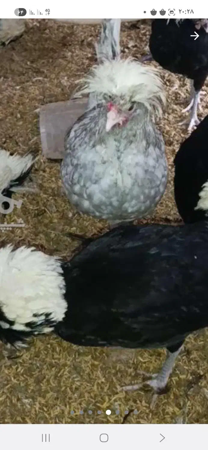 مرغ و خروس لهستانی|حیوانات مزرعه|آمل, |دیوار