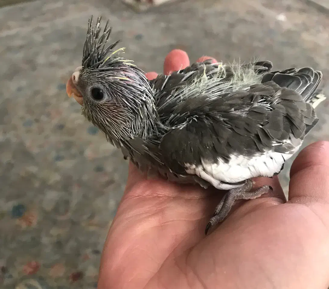 جوجه عروس هلندی|پرنده|رودهن, |دیوار