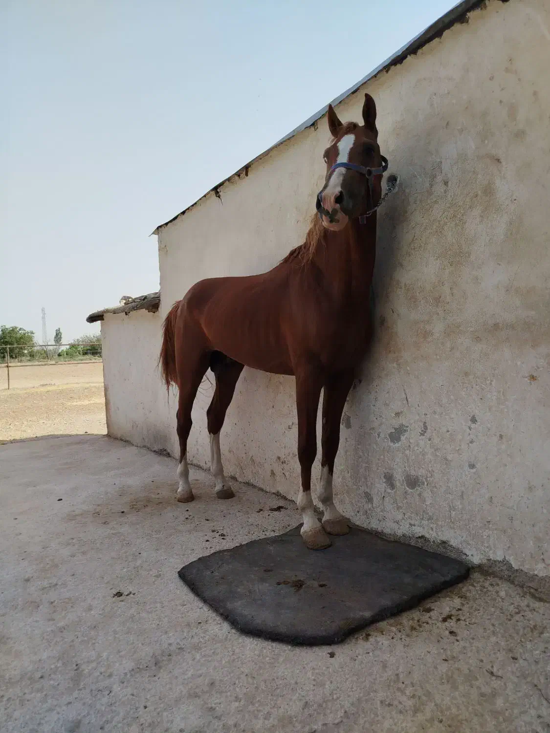 برکت نریان کرد با نشان|اسب و تجهیزات اسب‌سواری|الوند, |دیوار