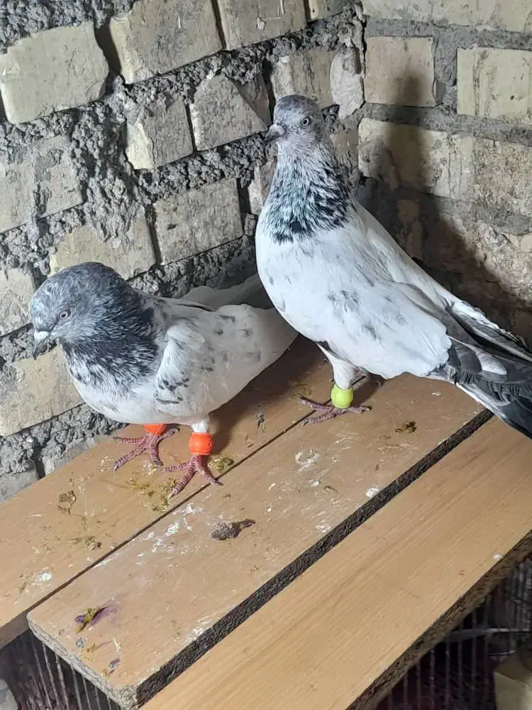 شیخی وپلاکی|پرنده|رامشیر, |دیوار