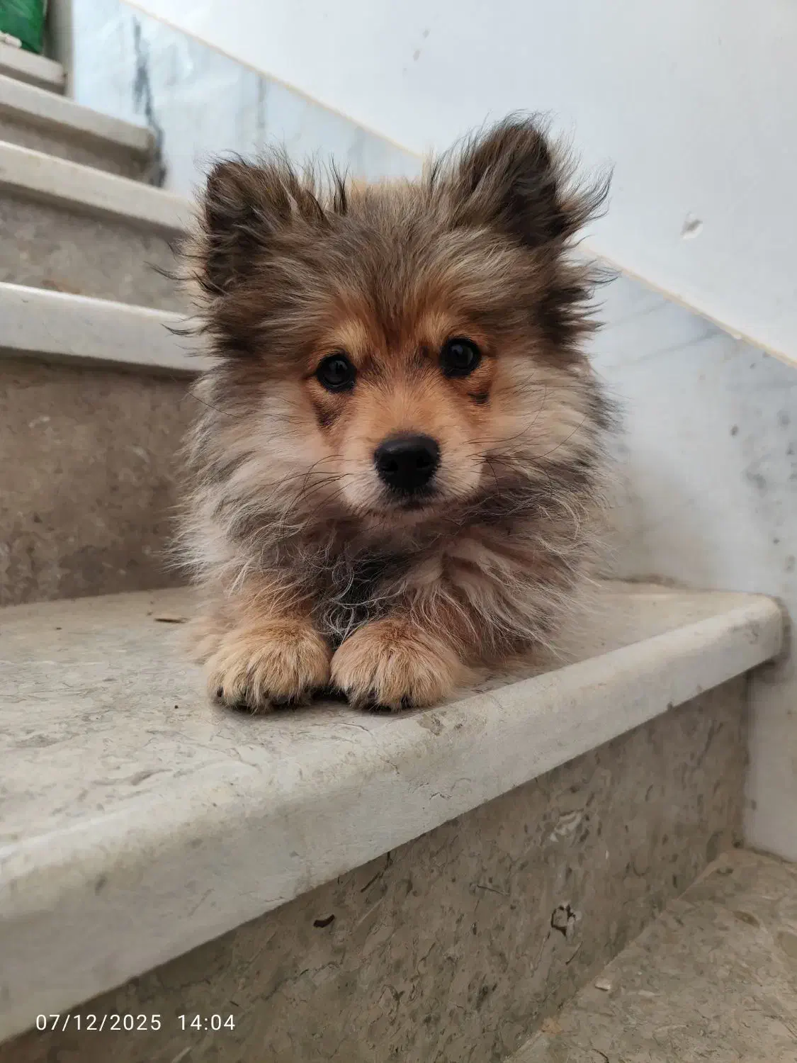 سگ پامر روباهی عروسکی|سگ|اصفهان, شهرک میلاد|دیوار