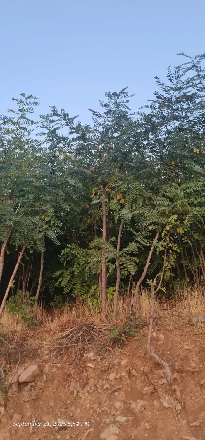 نهال اقاقیا|خدمات باغبانی و درختکاری|دماوند, دماوند|دیوار