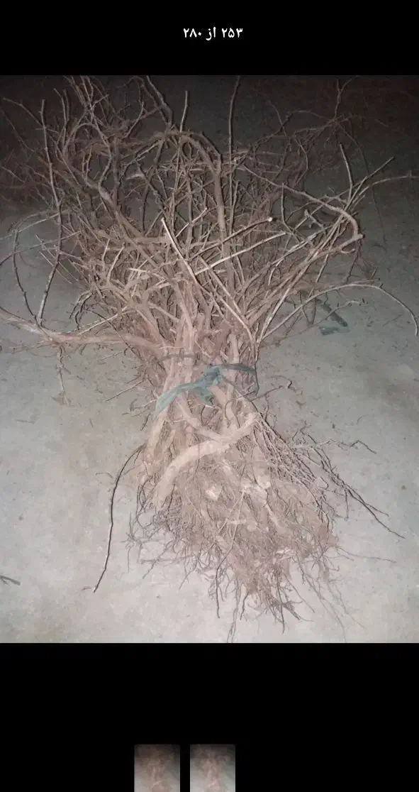 نهال انگو ر|خدمات باغبانی و درختکاری|ملایر, |دیوار