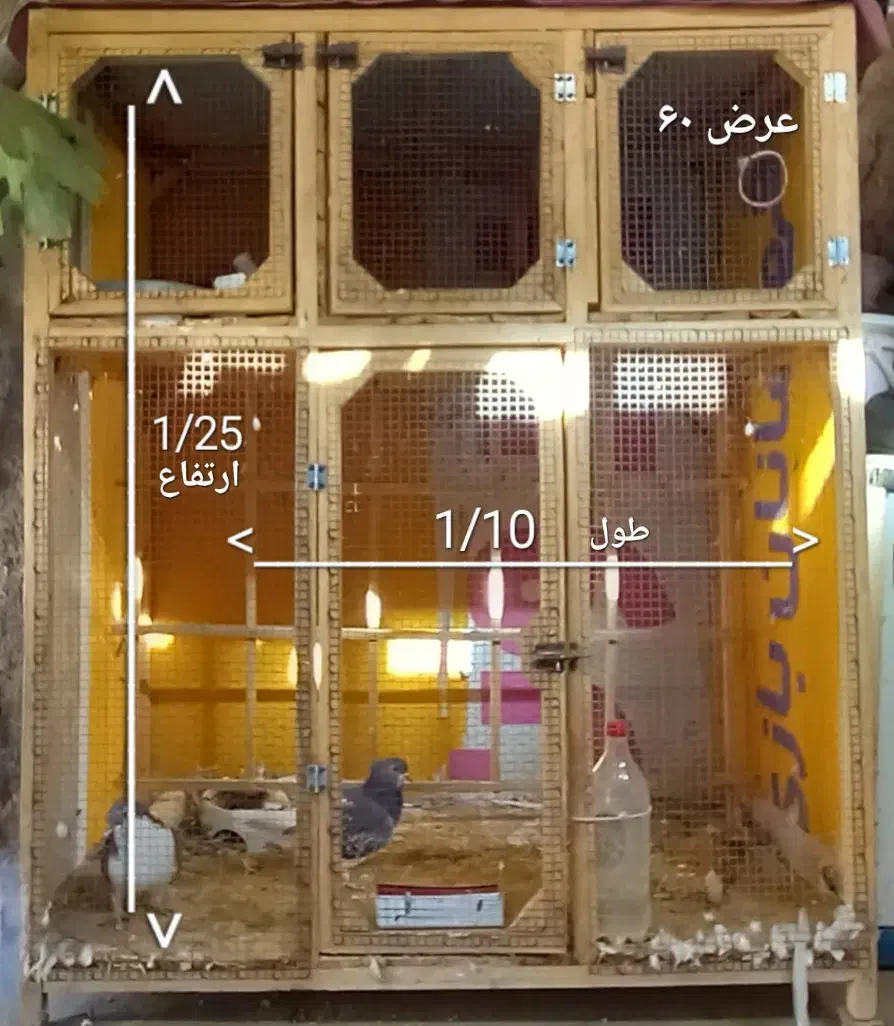 قفس کبوتر|لوازم جانبی حیوانات|نیشابور, مازول|دیوار