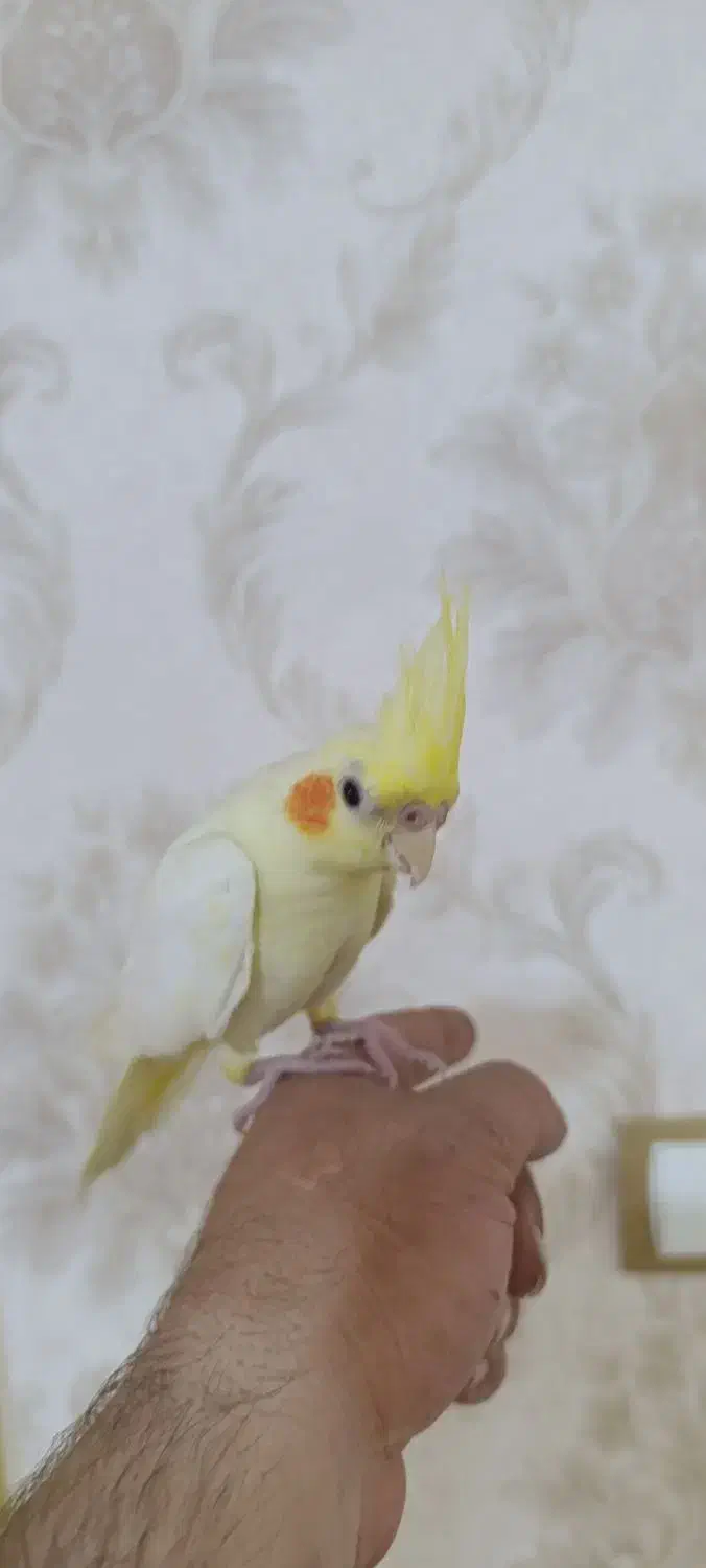 عروس هلندی لوتینو با قفس|پرنده|هندیجان, |دیوار