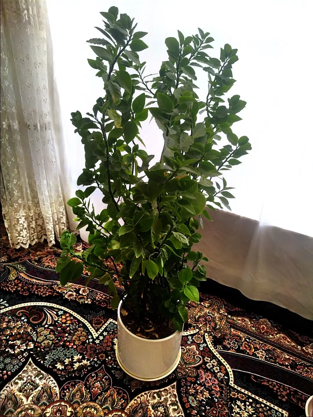 گل سبز|گل و گیاه طبیعی|پاوه, |دیوار