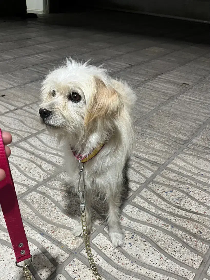 فروش یا معامله سگ شیتزو|سگ|سیرجان, |دیوار