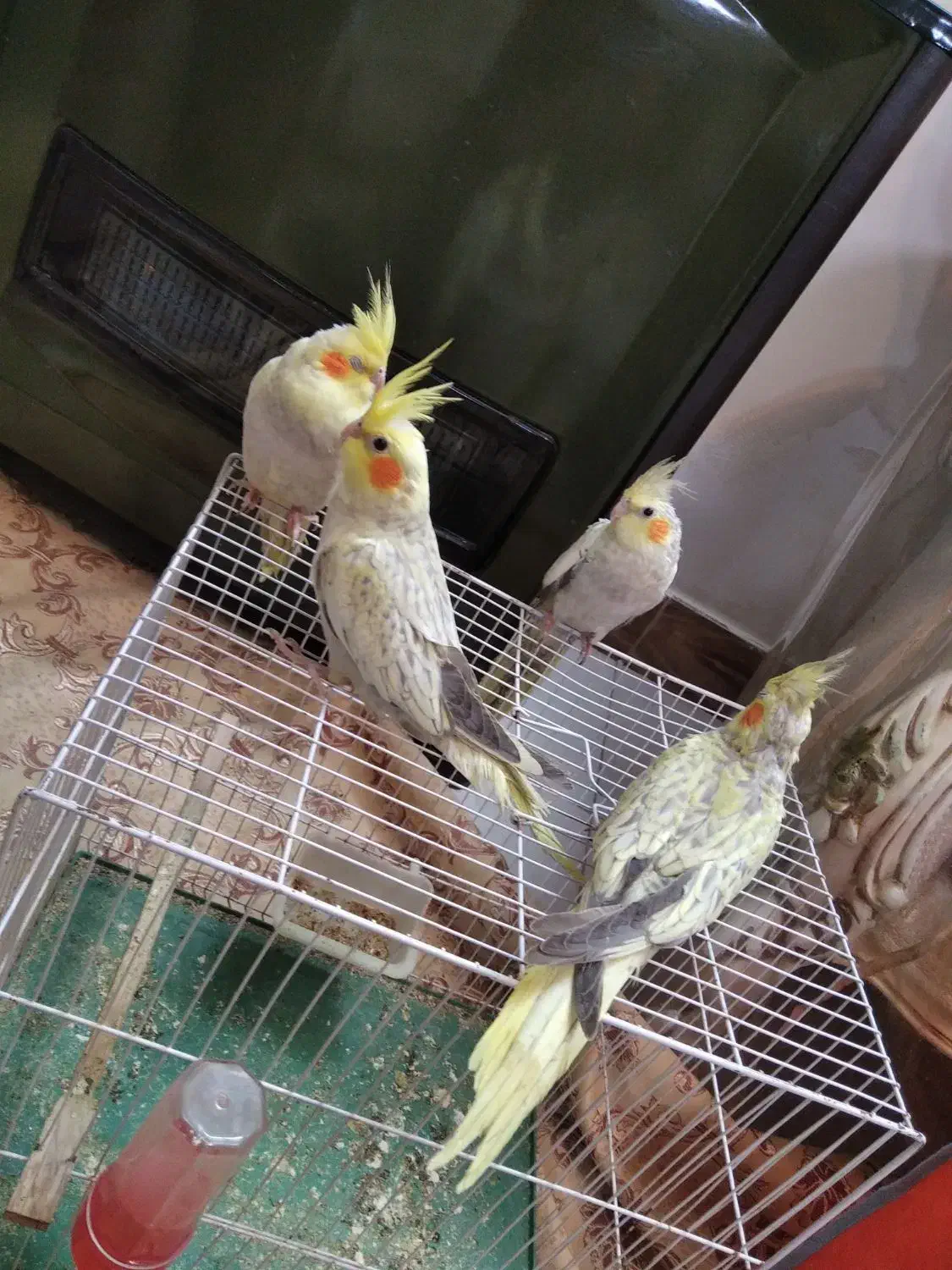 عروس هلندی|پرنده|تربت‌حیدریه, آغوی|دیوار