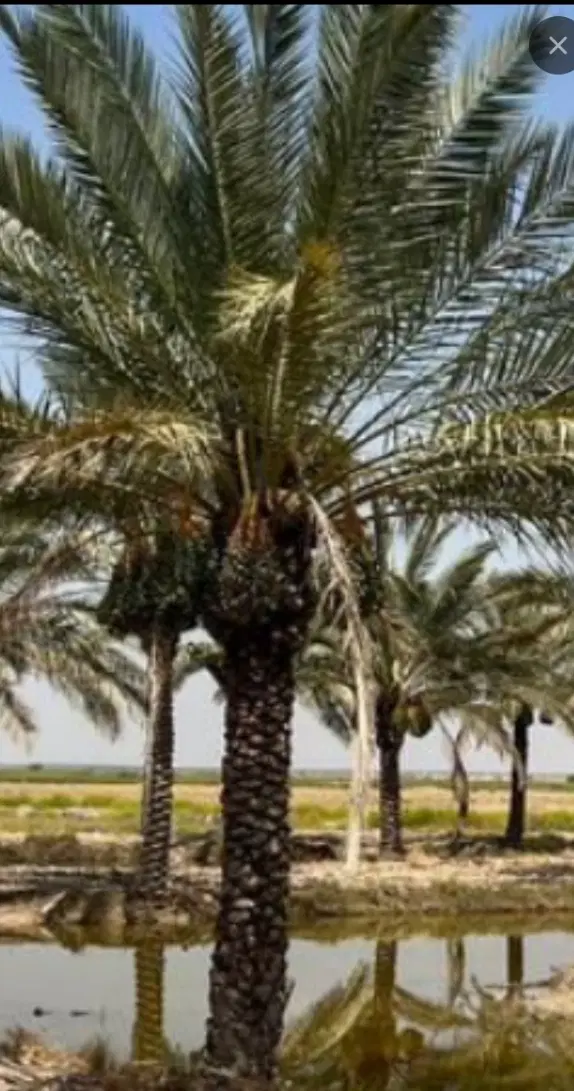کنه نخل|خدمات باغبانی و درختکاری|سعدآباد, |دیوار