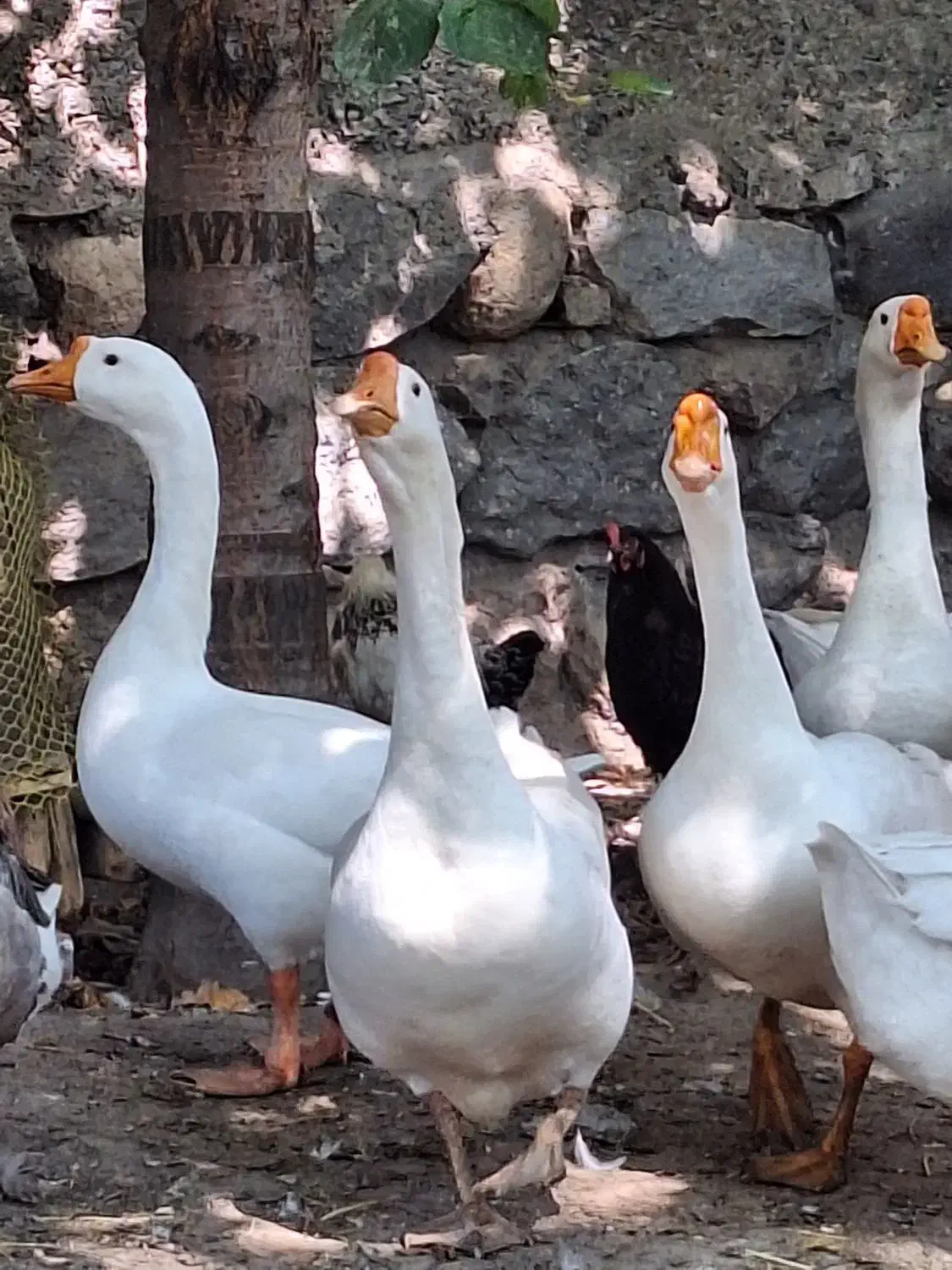 تخم قوغاز لیندای اصل|خوردنی و آشامیدنی|مشگین شهر, |دیوار