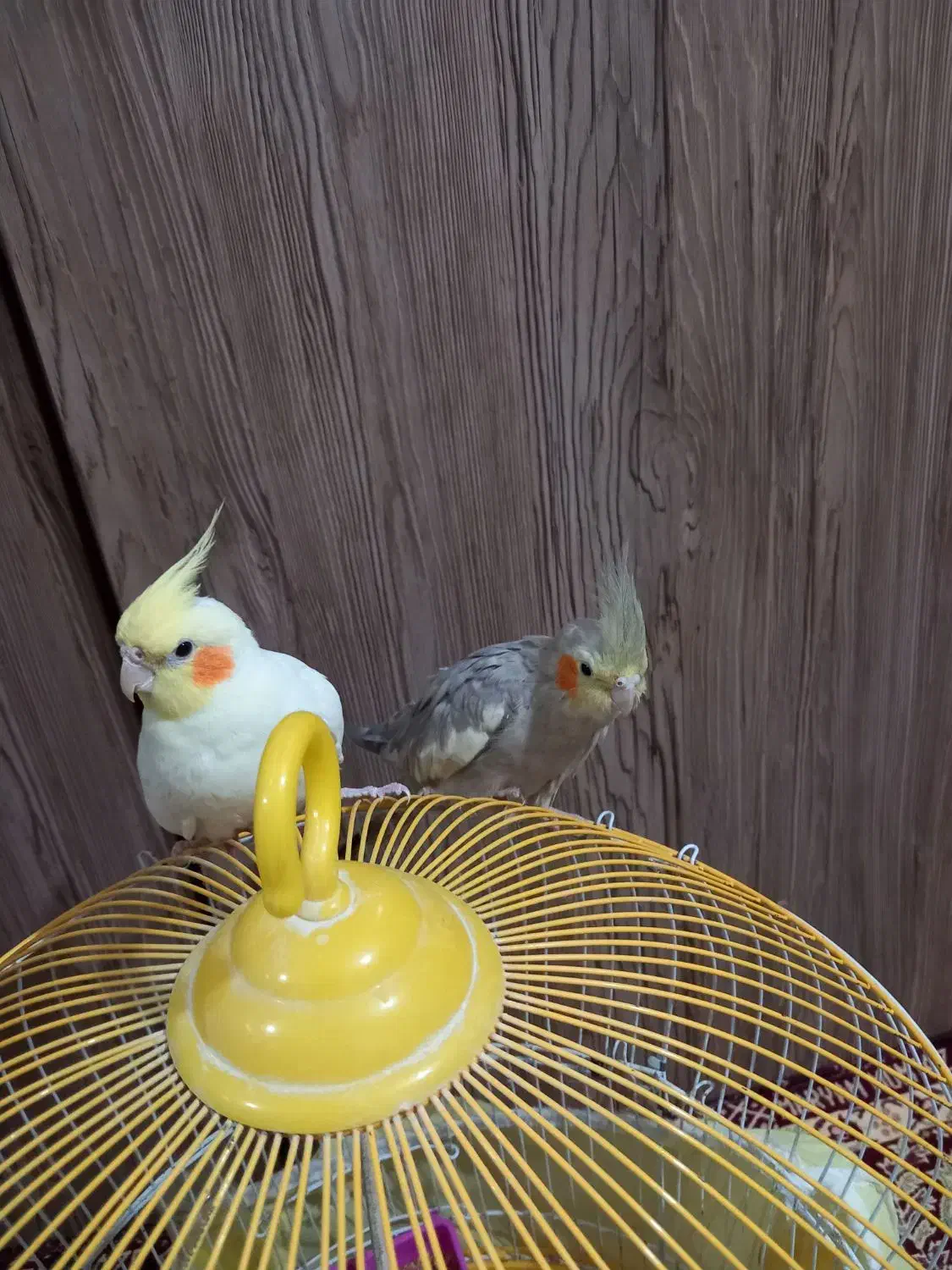 عروس هلندی|پرنده|شفت, |دیوار