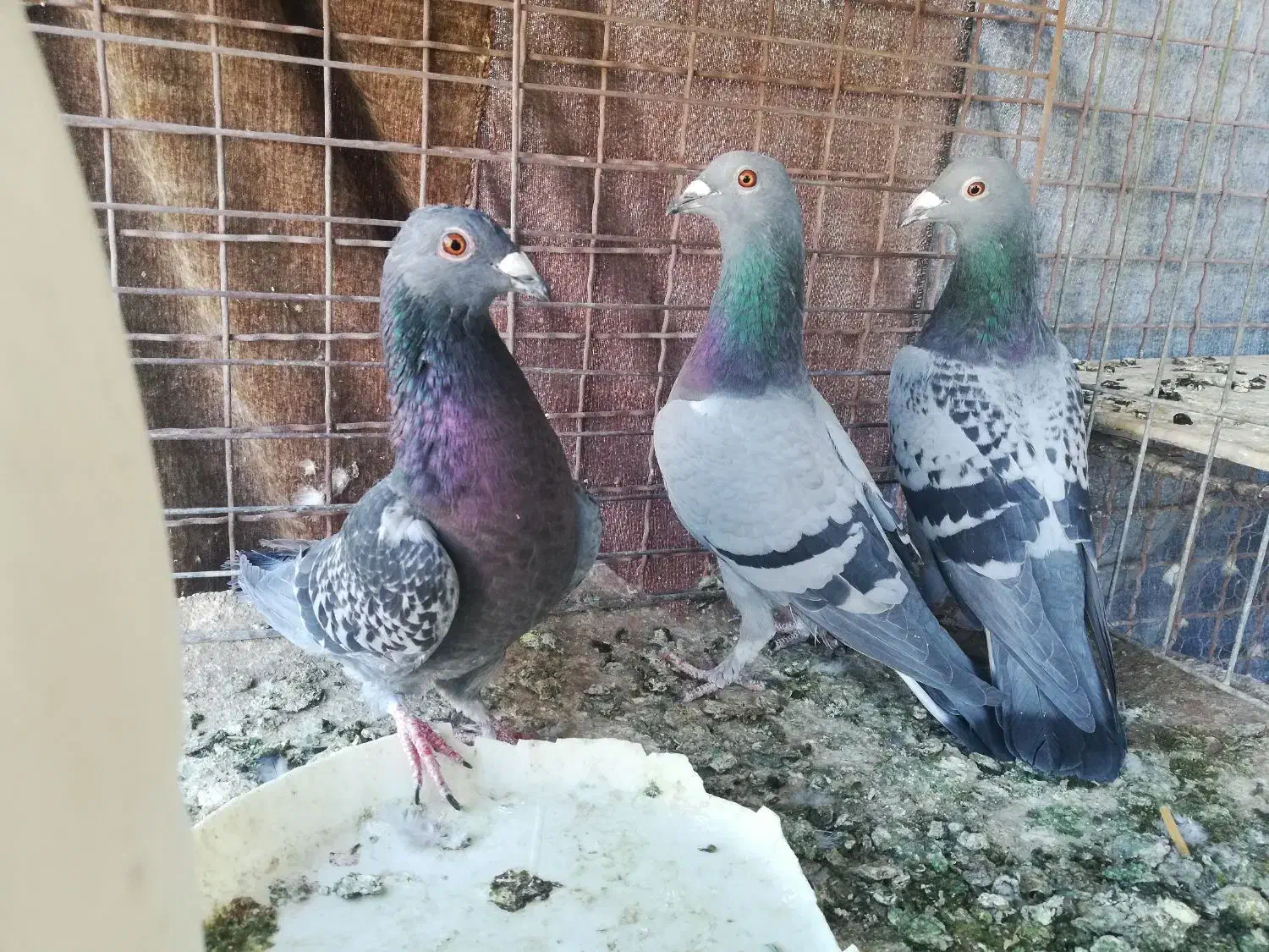 کبوتر پلاکی|پرنده|یزد, |دیوار