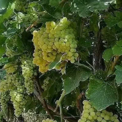 ۱۰۰۰ زمین کشاورزی با ۲۰ دقیقه آب ۸اینچ/نمازگاه|فروش دفتر صنعتی، کشاورزی، تجاری|ملایر, |دیوار