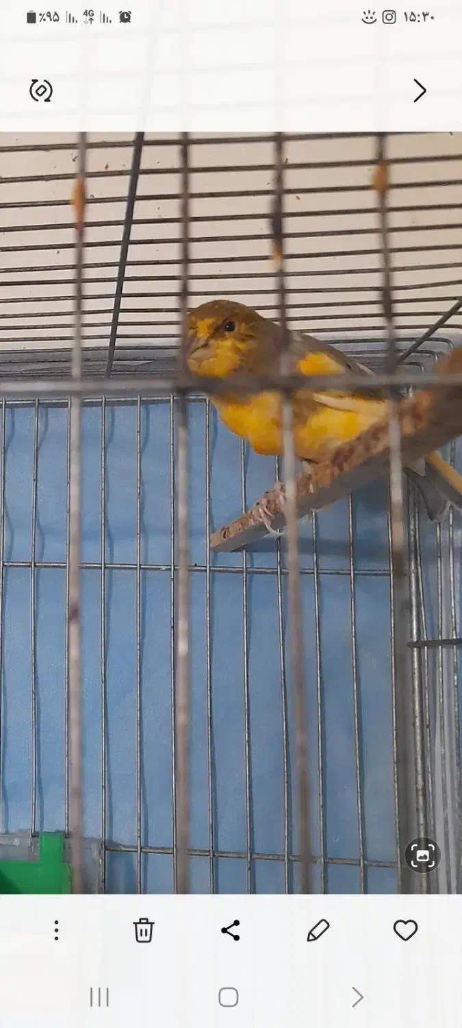 ماده ابلغ اماده سرحال|پرنده|اصفهان, سنجوانمره|دیوار