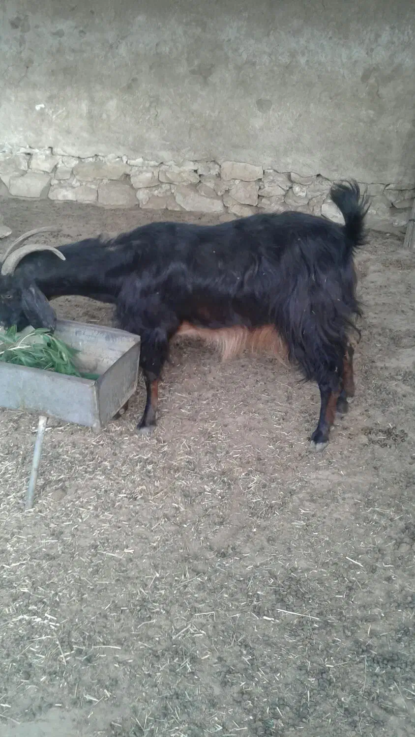 بز هم شیری هست هم قصابی|حیوانات مزرعه|برازجان, |دیوار