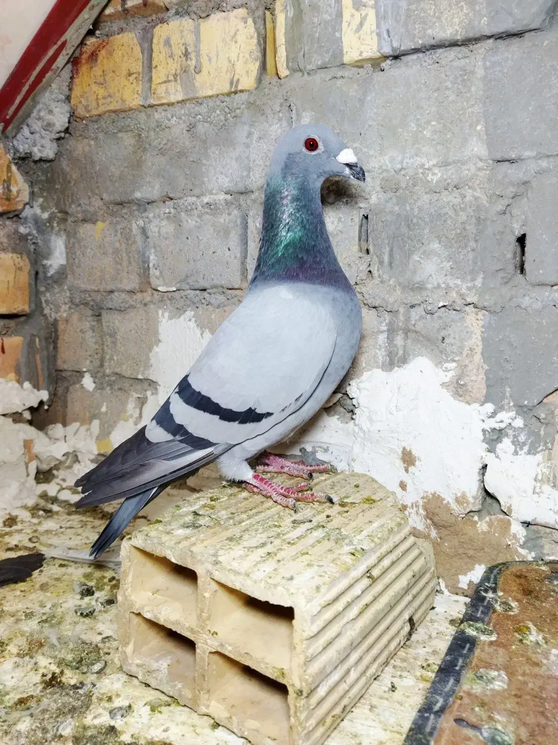 کفتر پلاکی درجه یک|پرنده|یزد, |دیوار