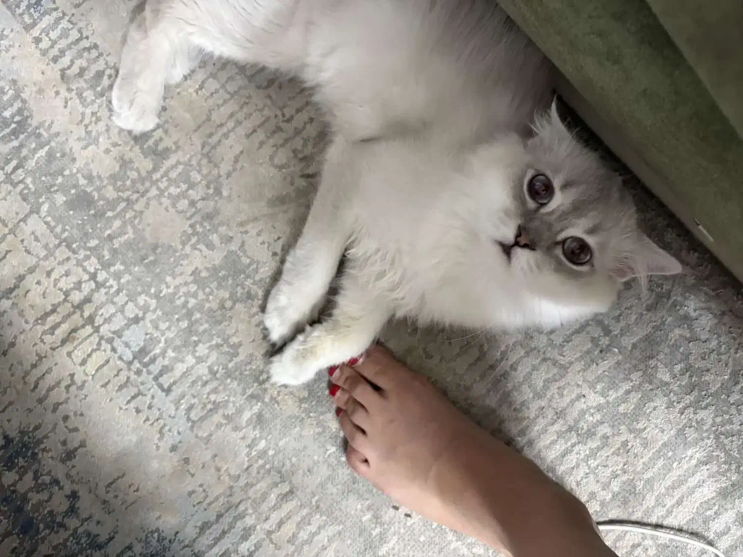 اسکاتیش نر|گربه|قم, زنبیل آباد|دیوار