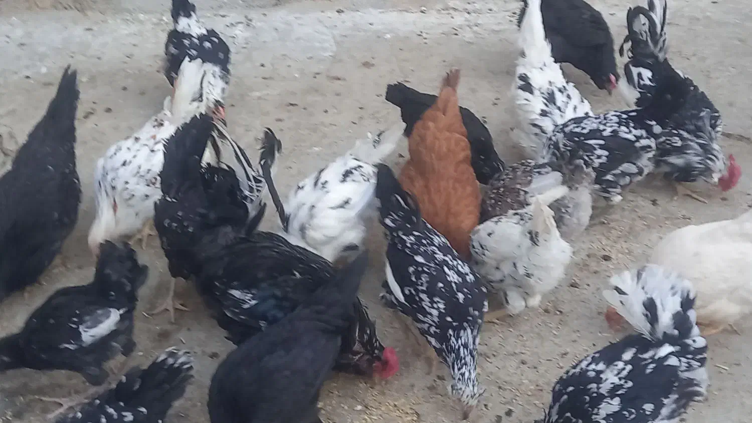 مرغ گلین ریشو|حیوانات مزرعه|اشترینان, |دیوار