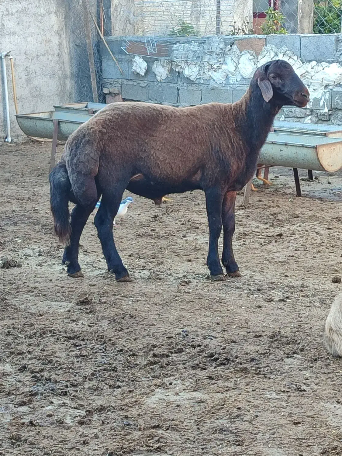 گوسفند نر  مخصوص تخمی کاربلد درجه یک نژاد بروجردی|حیوانات مزرعه|قائم‌شهر, |دیوار