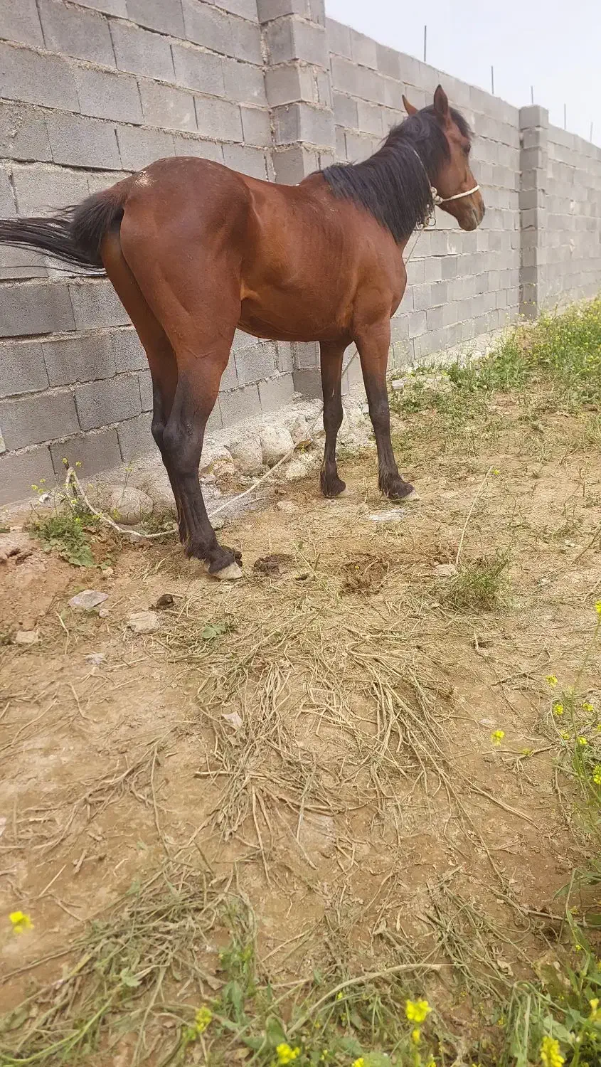 اسب|اسب و تجهیزات اسبسواری|ایذه, |دیوار