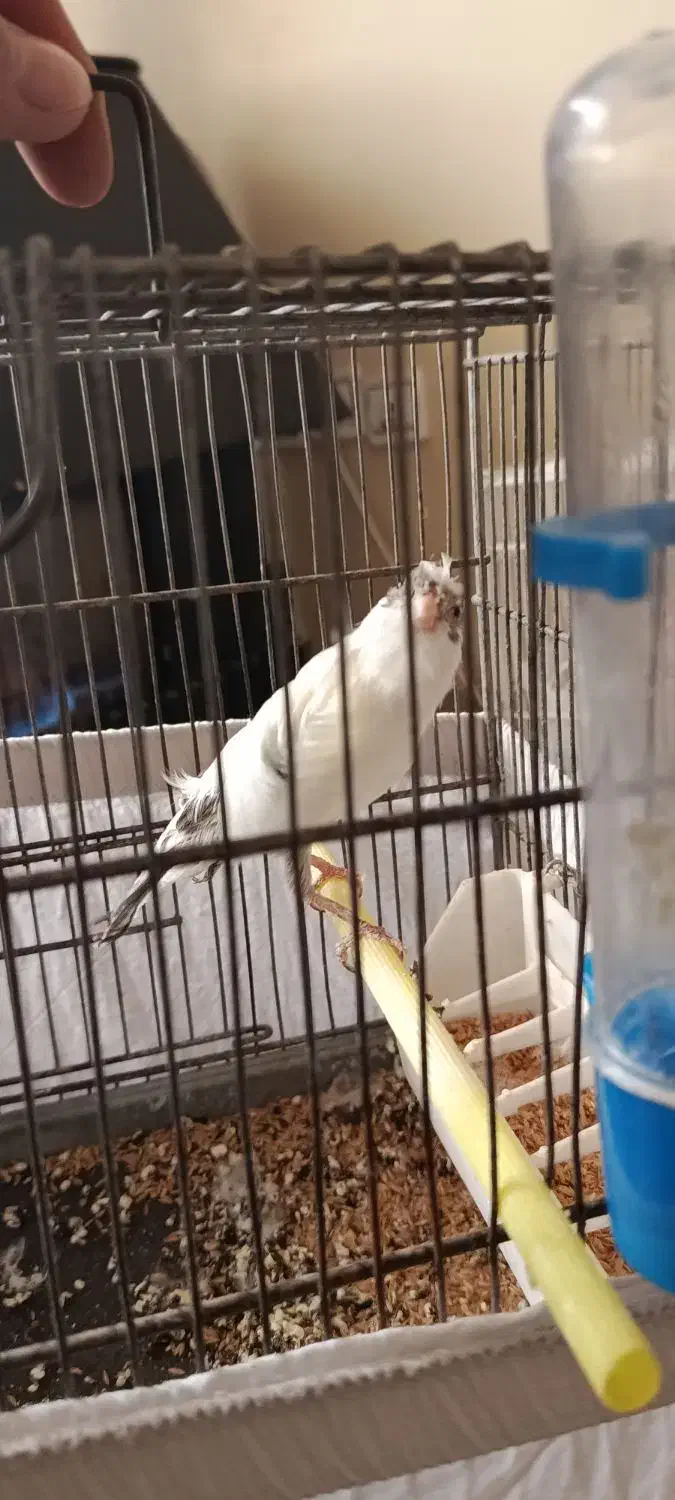 عروس هلندی قناری مرغ عشق|پرنده|آبعلی, |دیوار