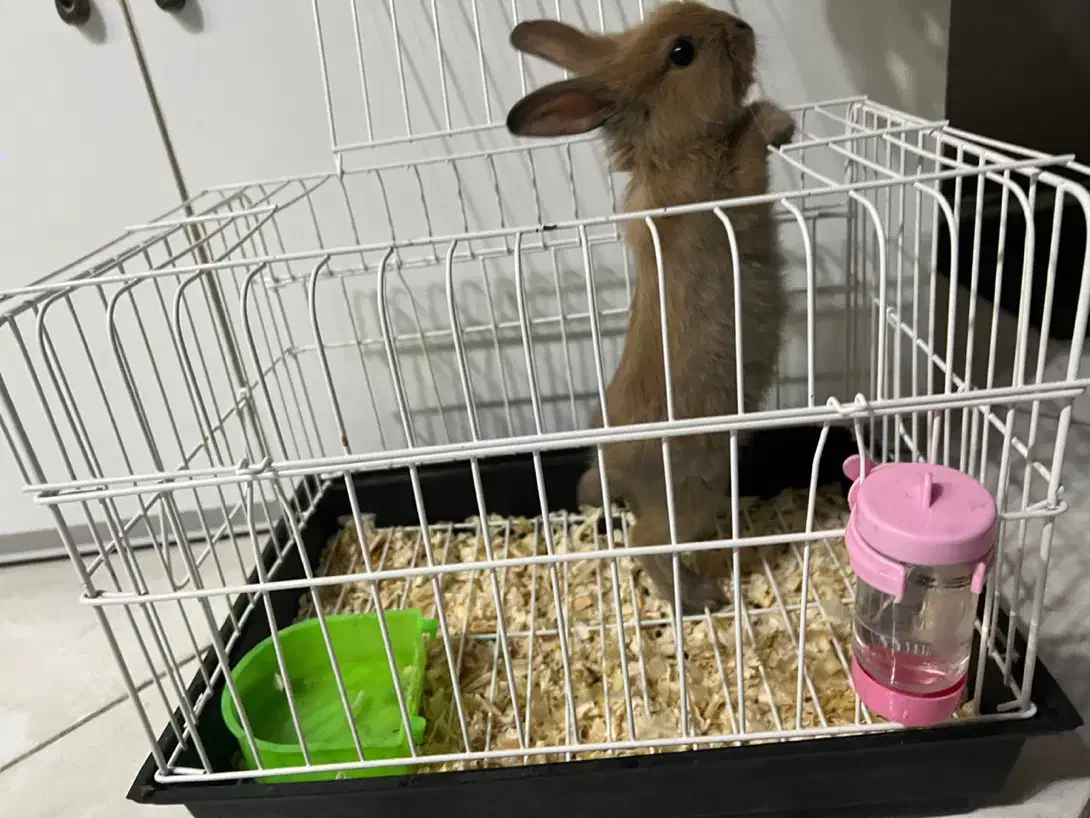 خرگوش لوپ|موش و خرگوش|تهران, هفده شهریور|دیوار