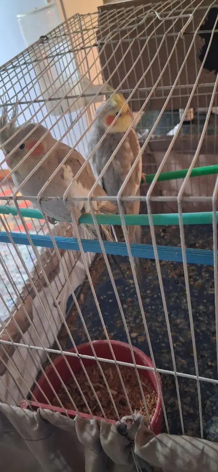 عروس هلندی جفت|پرنده|زهک, |دیوار