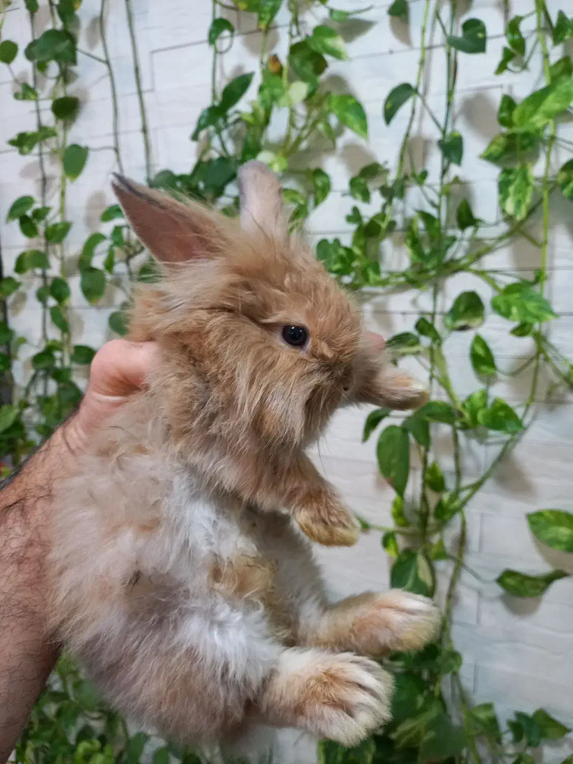 خرگوش لپ|موش و خرگوش|بروجرد, |دیوار