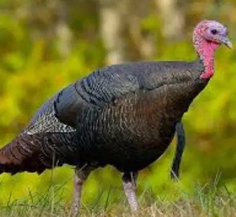 بوقلمون|حیوانات مزرعه|زاغه, |دیوار