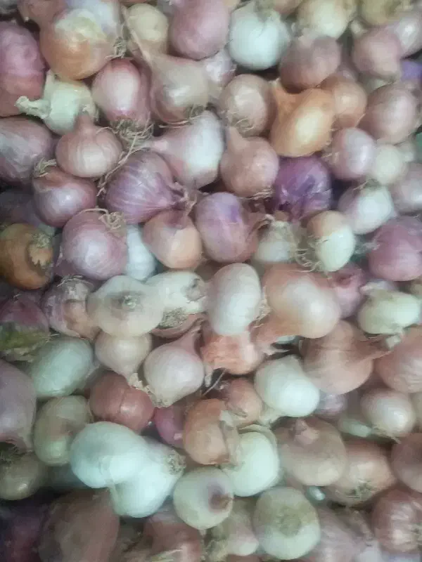 پیاز محلی متوسط شیرین|خوردنی و آشامیدنی|قائن, |دیوار