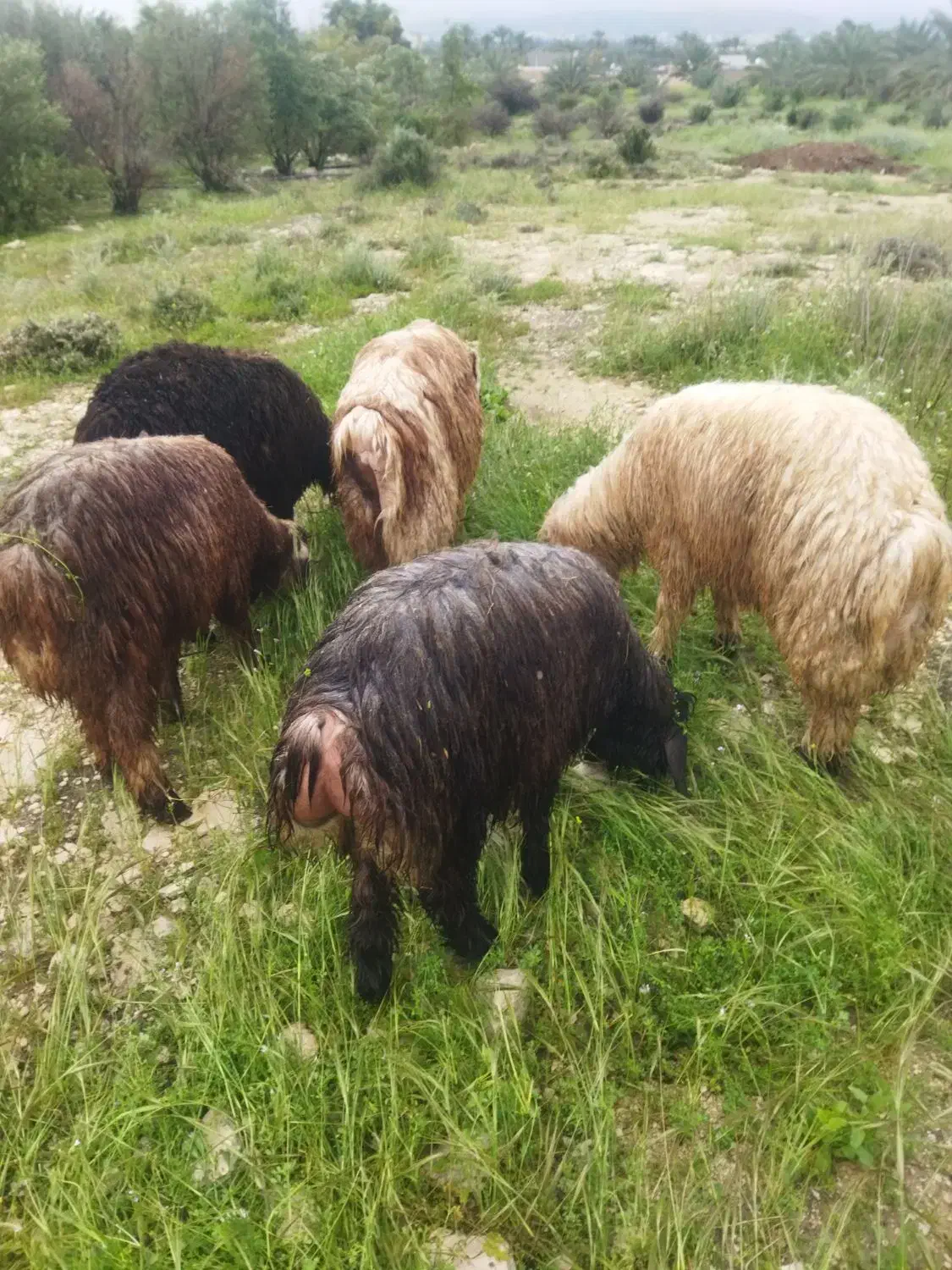 بره|حیوانات مزرعه|جم, |دیوار