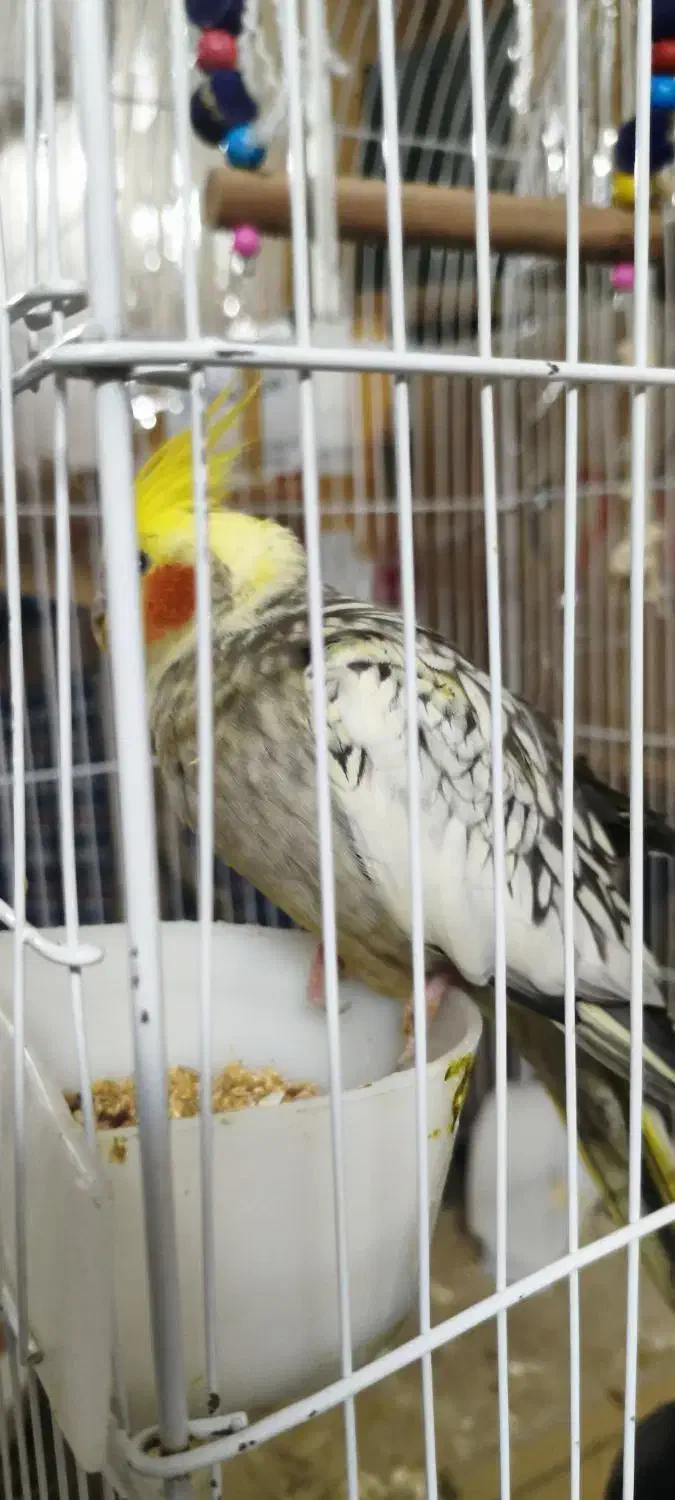 عروس هلندی ماده آماده جفتگیری  با چهار عدد تخم|پرنده|جوادآباد, |دیوار