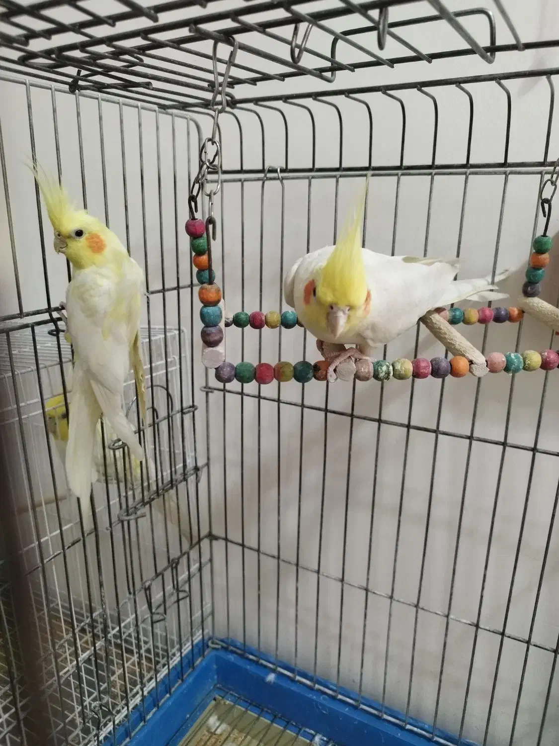 عروس هلندی لوتینو|پرنده|مشهد, فتح المبین|دیوار