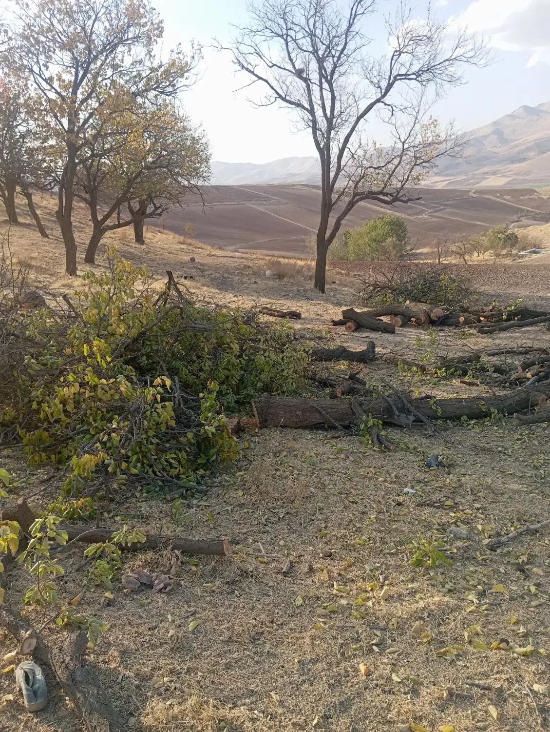 خرید انواع چوب|خدمات باغبانی و درختکاری|بوکان, |دیوار