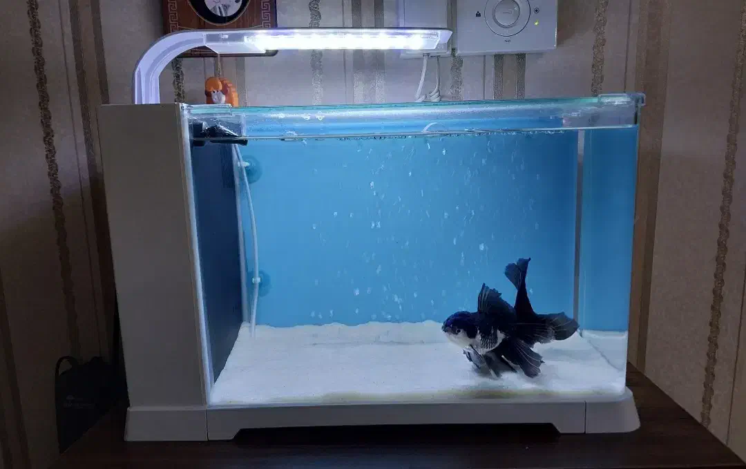 آکواریوم سامپ دلسا B103|ماهی|قزوین, |دیوار