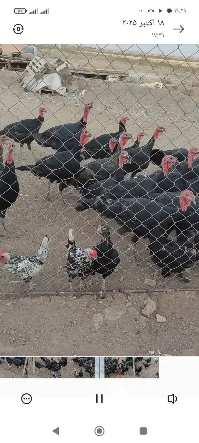 بوقلمون های جوان|حیوانات مزرعه|محمدیه-قزوین, |دیوار