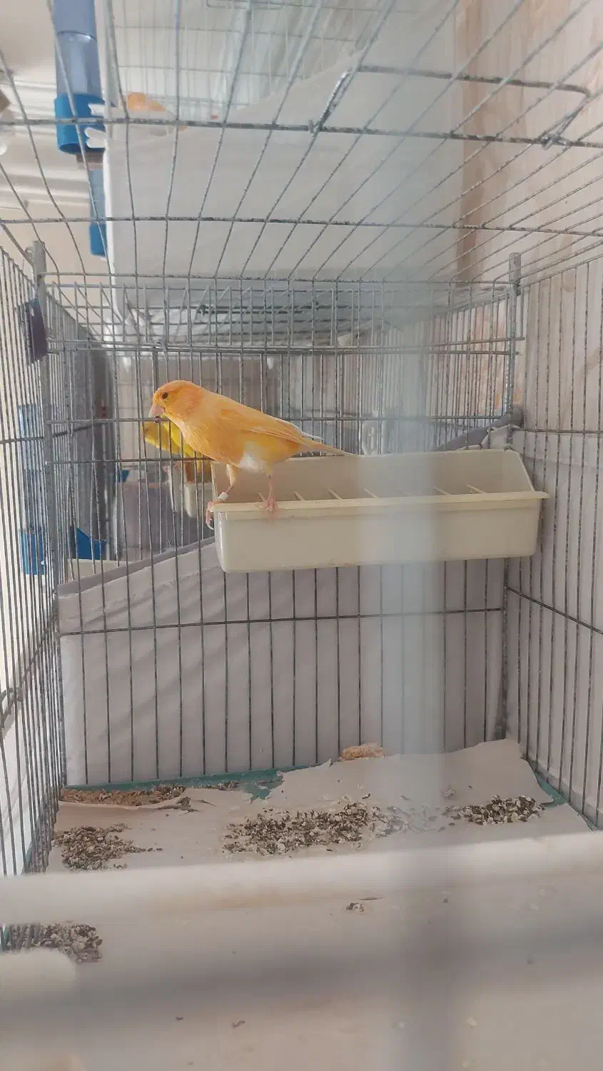 قناری پرتقالی|پرنده|تهران, شهران شمالی|دیوار