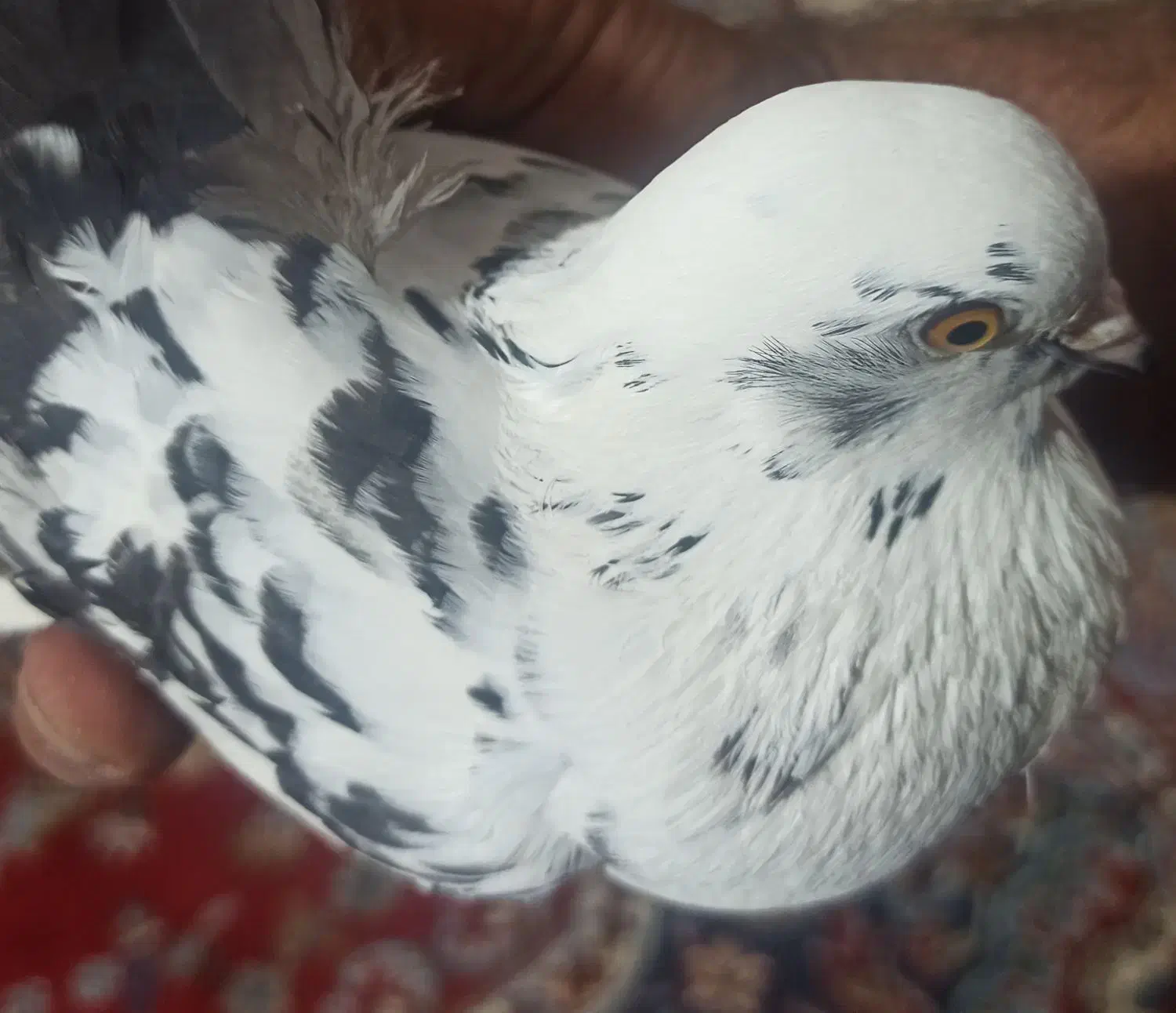 کفترباخت رفته|پرنده|گیان, |دیوار