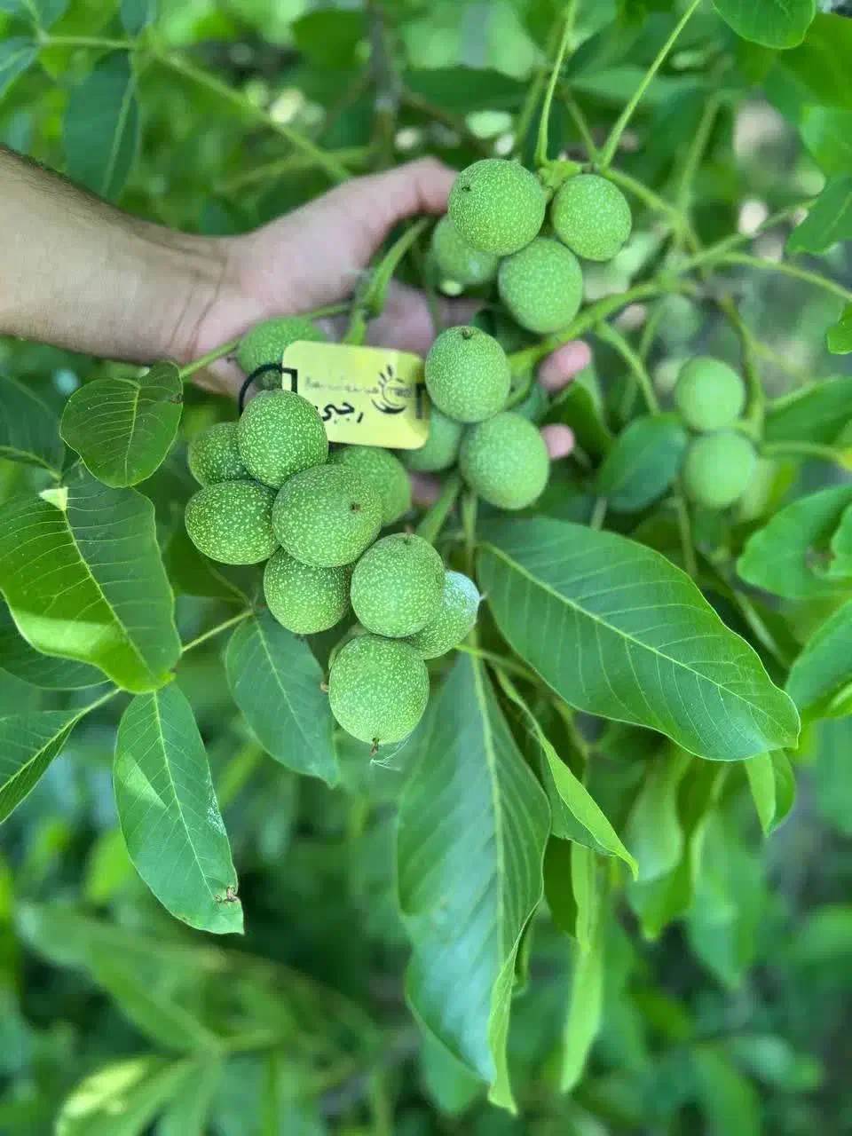 پخش درخت گردو خوشه ای پوست کاغذی|خدمات باغبانی و درختکاری|چورزق, |دیوار