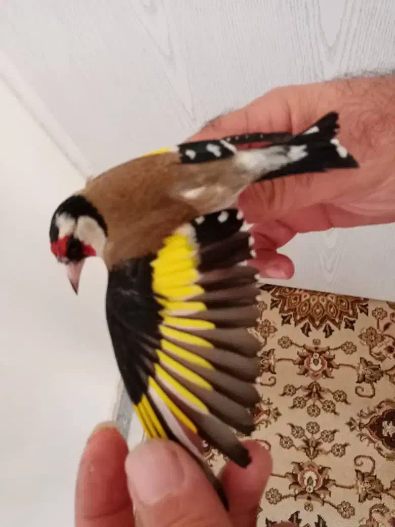 سیره باغی دوماه قفس|پرنده|کرمانشاه, |دیوار