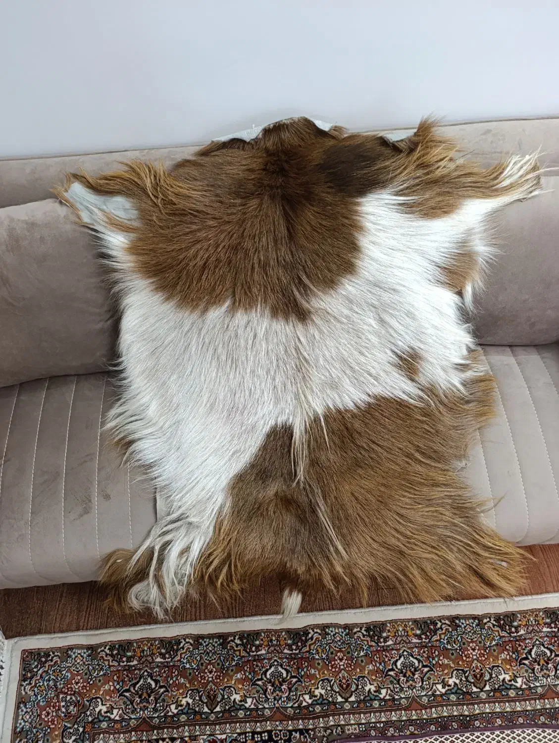 پوست بز طبیعی|صنایع دستی و سایر لوازم تزئینی|مرند, |دیوار