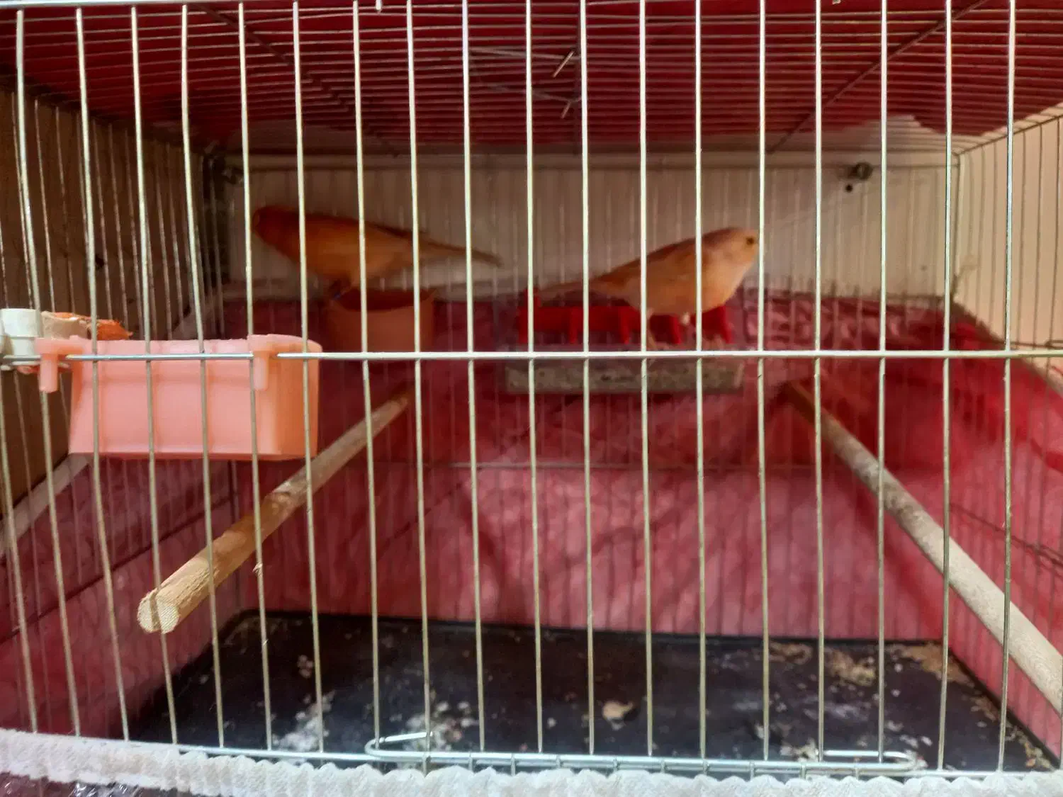 یک جفت قناری|پرنده|اردبیل, |دیوار